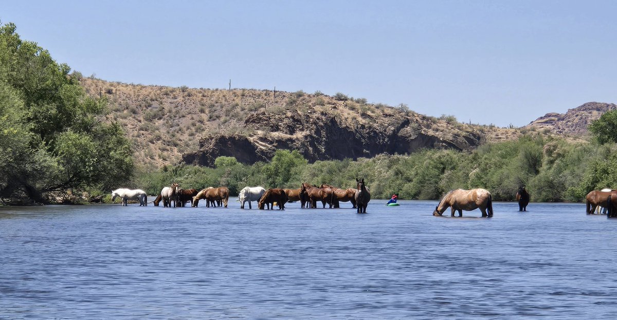 oldmadam's tweet photo. Salt River wild horses today. AZ https://t.co/UG9FjfZPPw