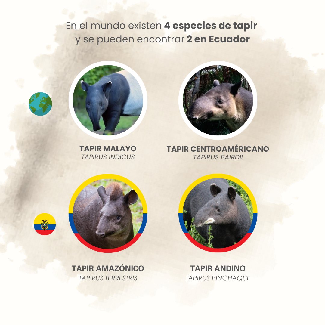 CondorFundacion tweet picture