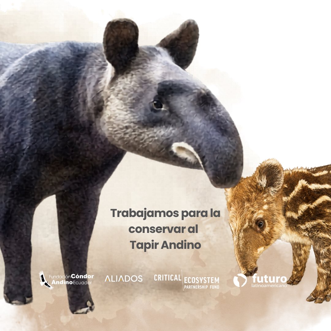 CondorFundacion tweet picture