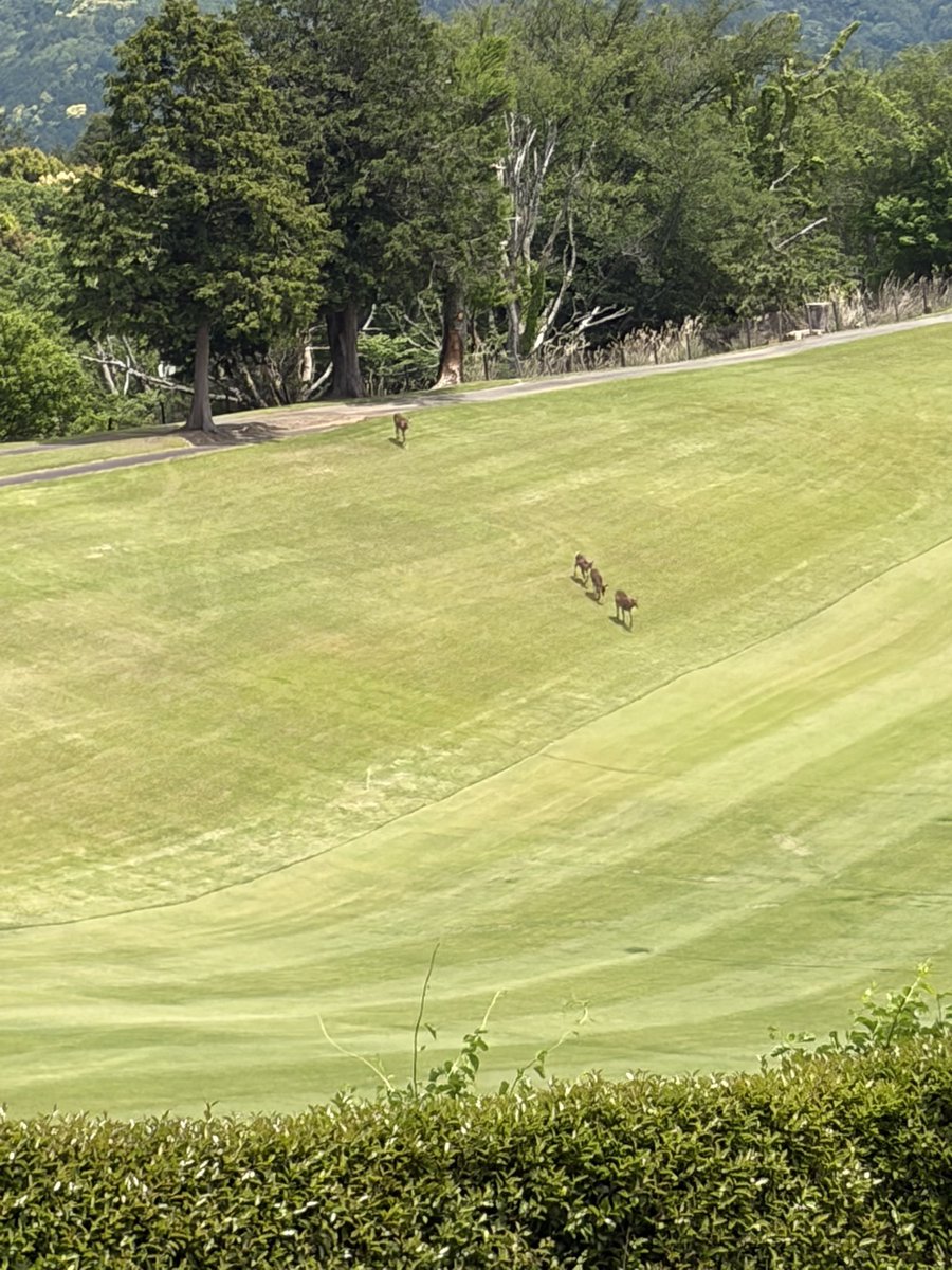 fm37dk415's tweet photo. 昨日ようやくゴルフの初ラウンド行ってきた！下手過ぎて走り回ったけど楽しかった😎おじ様たちがゴルフにハマる理由が分かった😂 https://t.co/FG3nAqiwK1