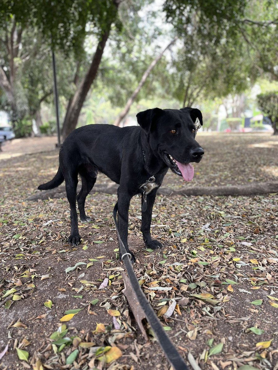 Él es Juanchito.🖤

Hace unos días estaba en medio de avenida central,un lugar que significa muerte para los perritos.

Diario mueren perritos atropellados en ese sitio,para mucha gente ya es normal ver ese tipo escenas y solo seguir su camino.💔

Pero Dios tenía otro propósito