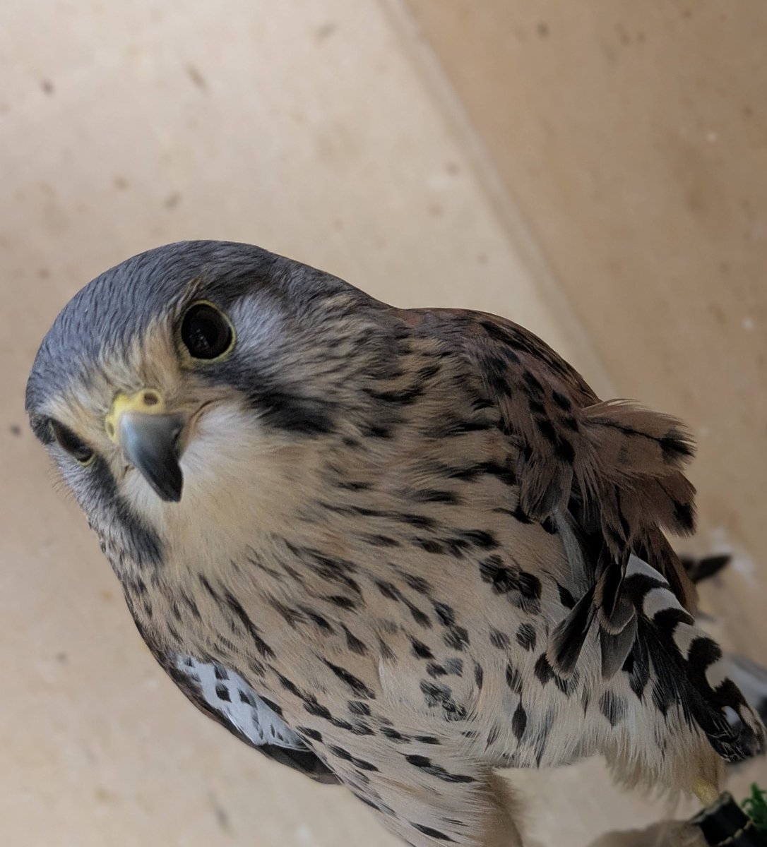 ちょうすけがめっちゃ毛羽立ってる。。。
野生の個体も換羽期に入っていますね🐦
体を膨らませていたため風邪かなと疑いましたが、フンの色は異常なし、くしゃみなどもなかったため朝が寒かっただけなのかな。。。