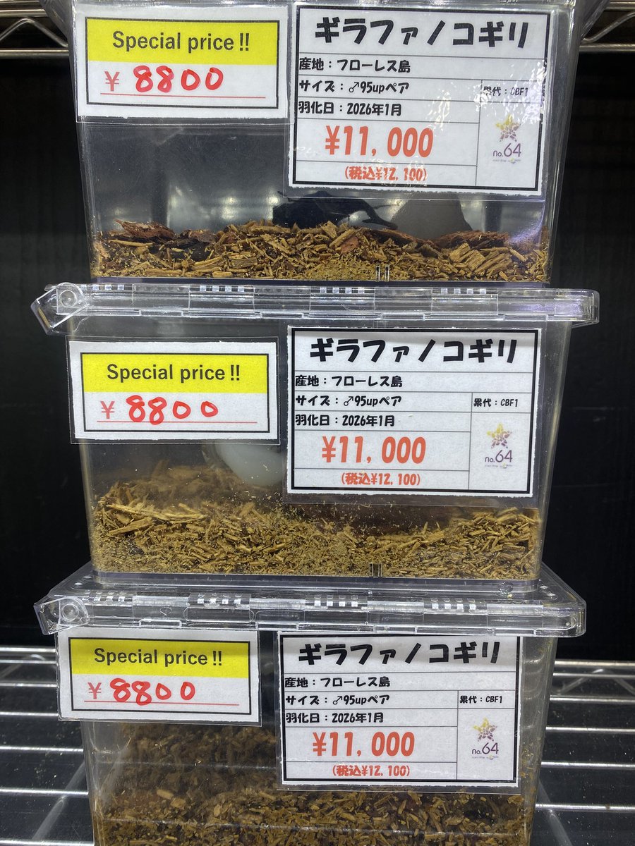 昆虫ショップno.64（ナンバーロクヨン） tweet media