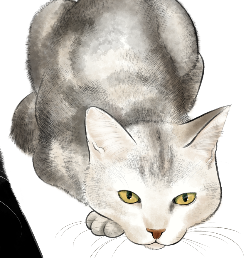 「猫練習 スズちゃんは毛と毛先で色が違う子で微妙な色の変化が美しかったのですが、描」|竹下けんじろうのイラスト