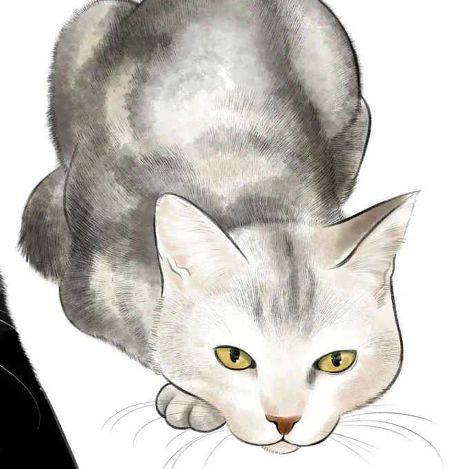 猫練習 スズちゃんは毛と毛先で色が違う子で微妙な色の変化が美しかったのですが、描くのは難しい。