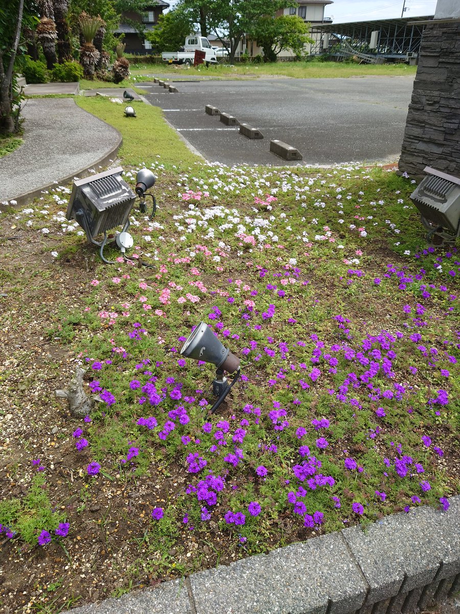 groundcover_jp's tweet photo. 昨日、雑草を取っていたら、「綺麗ですね、いつもここを歩く度にそう思ってました。」と見知らぬ人が言ってくれました。とても嬉しかったです。タピアンはまだまだこれからですけどね。 https://t.co/docGXYd9Kl
