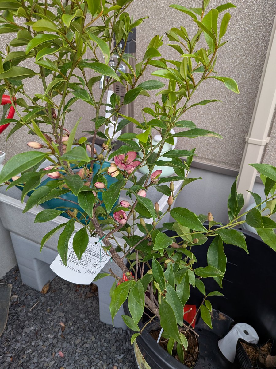 totonut20's tweet photo. 園芸の楽しい季節だなぁ。一つどこに植えるか決めてないのに買って来ちゃったので悩んでいるけども。枯れてしまった沈丁花のかわりに鉢に植えるかなぁ https://t.co/CK9KHZeKed