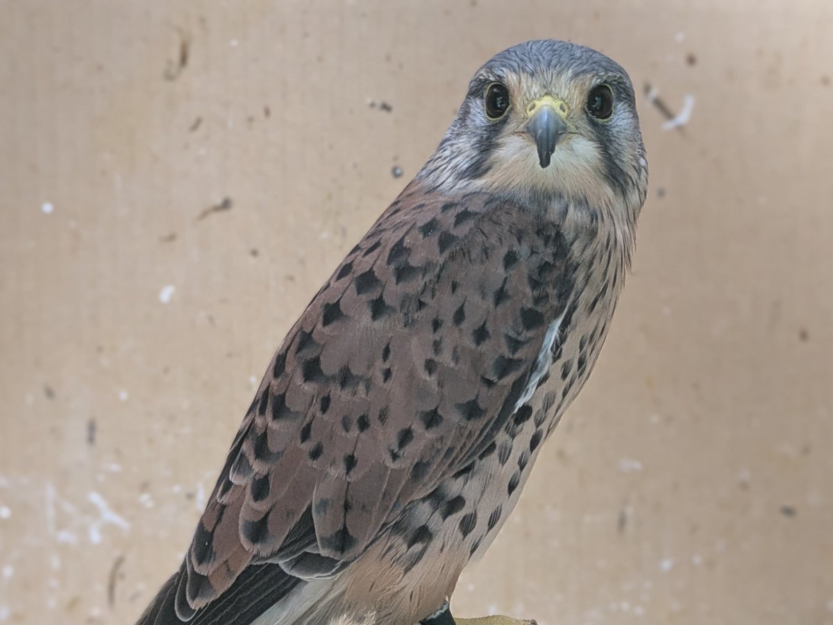 十年以上にわたり地元でチョウゲンボウの傷病個体を一時保護、救護、放鳥してきました。その中で地元小中学校に対し、中野市には世界に誇れるものがあるというのを教育プログラムの中で発信してきました。
現在は終生飼育個体であるちょうすけと、会員の飼育個体とともにチョウゲンボウの魅力を発信中