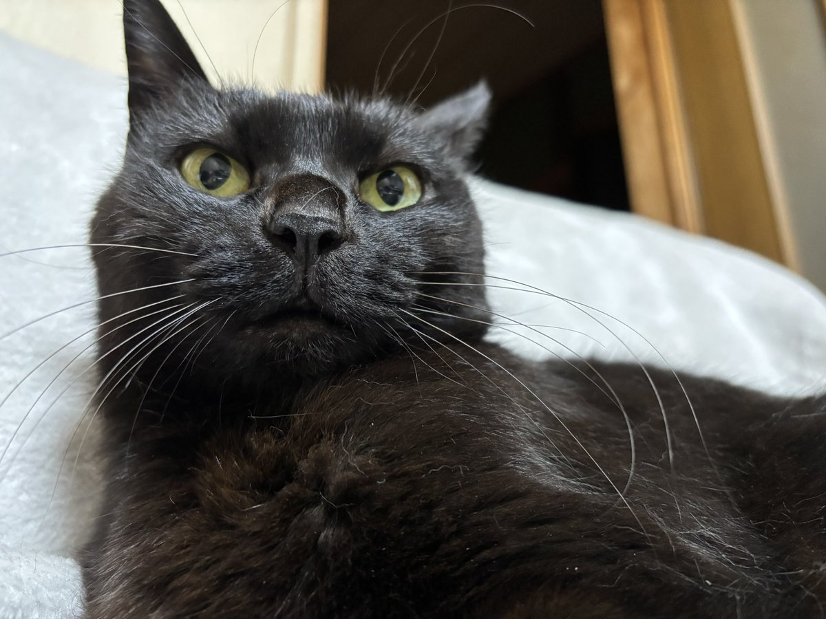 黒猫ベル🖤 tweet media