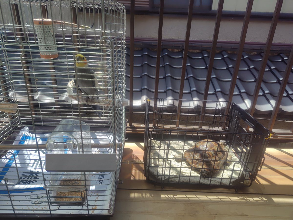 べーさん tweet media