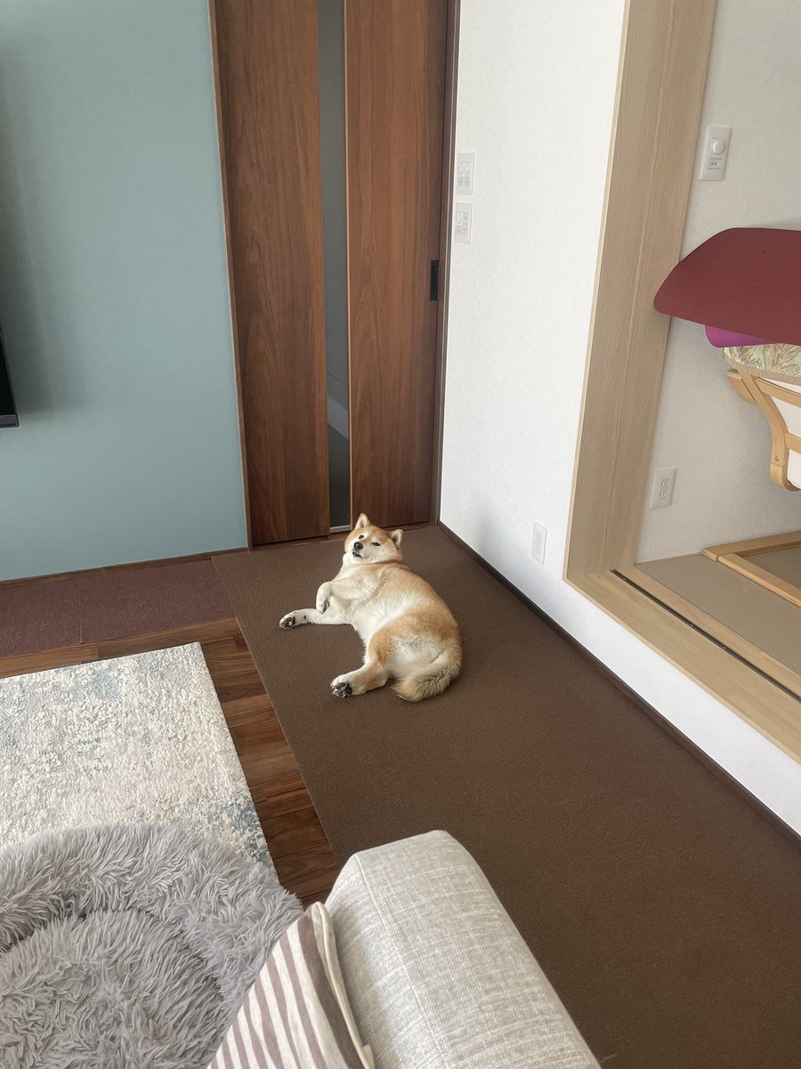 井上志帆子/柴犬bot tweet media