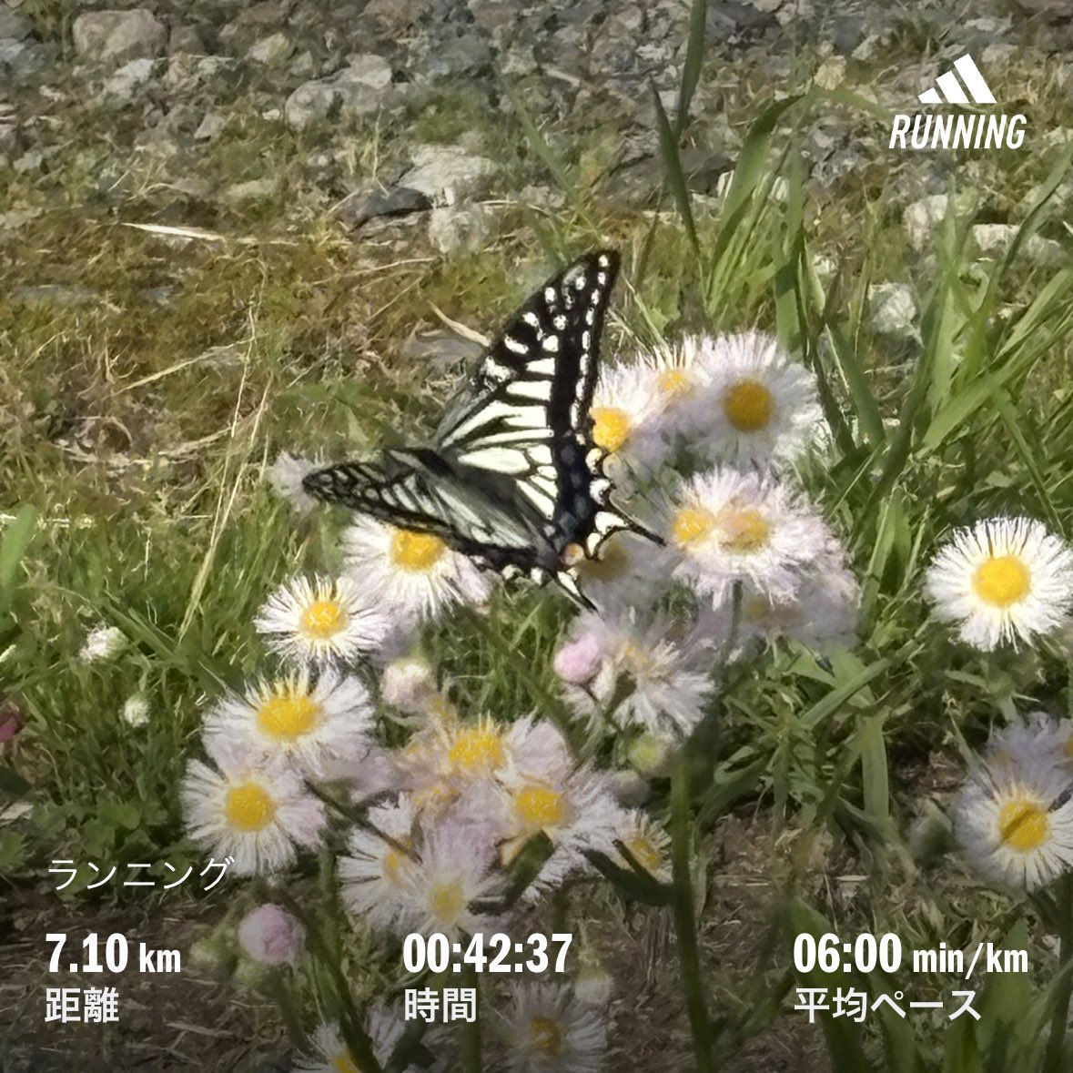manmaru0703's tweet photo. 今日の朝ラン☀️
7キロ🏃♀️
片付けしたくてお片付け動画観ながらランニング。
自分の家も片付けたい😂
#今日のラン #今日の朝ラン #ランニング女子 #ランニング初心者 #ルームランナー #tempofitness #RUNSHOT #inゼリーランコレ https://t.co/c8OphNto5S