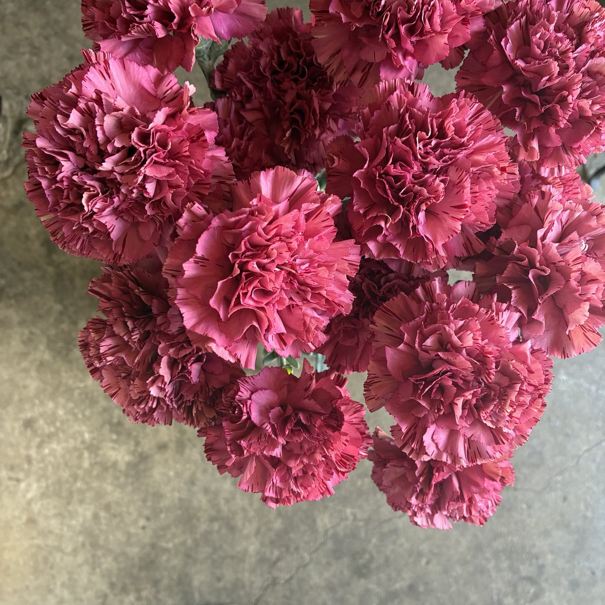 毎日ひと花＊カーネーション『バイパーワイン』

#mother's day