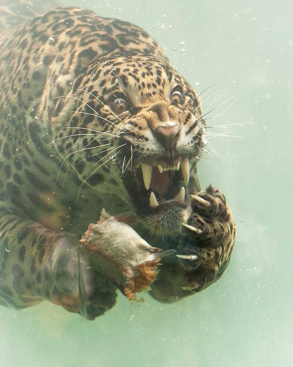 Nature is Amazing ☘️ tweet media
