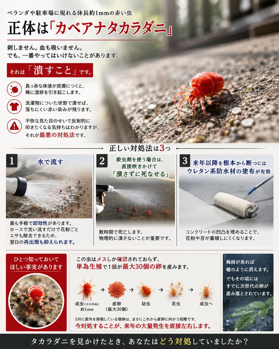 5月に増える、ベランダや駐車場に現れる体長1mmの赤い虫、正体は「カベアナタカラダニ」です。

刺しません。血も吸いません。でも、一番やってはいけないことがあります。それは「潰すこと」です。