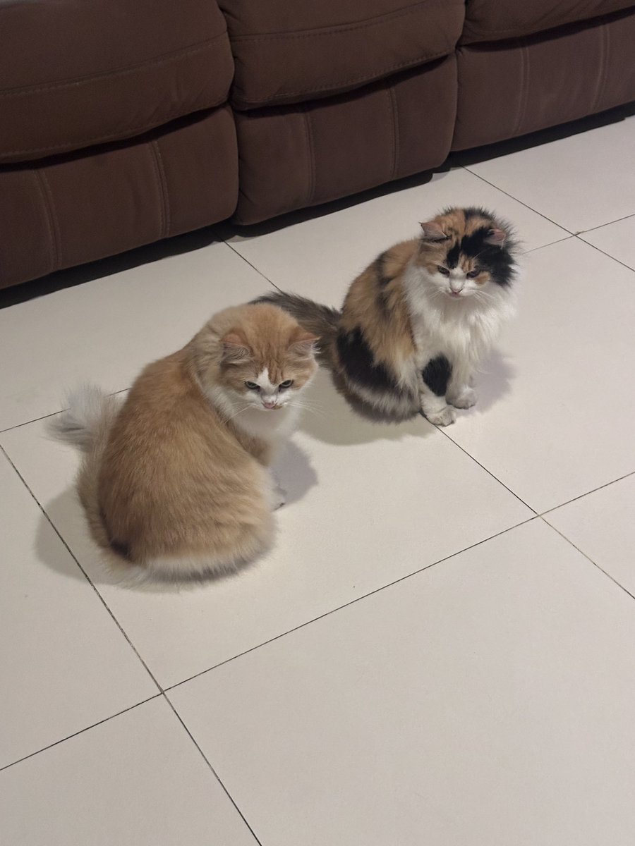 halo aku kucing tweet media