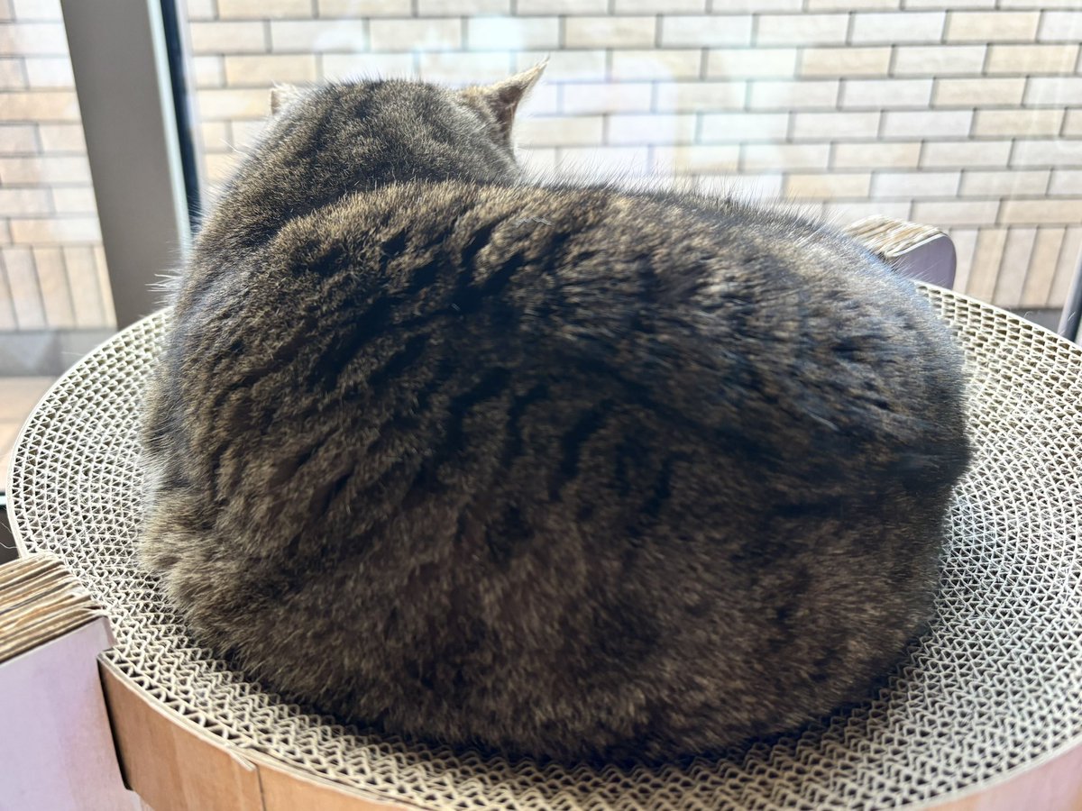 m329___'s tweet photo. モチモチ https://t.co/L8c6OnrpAV