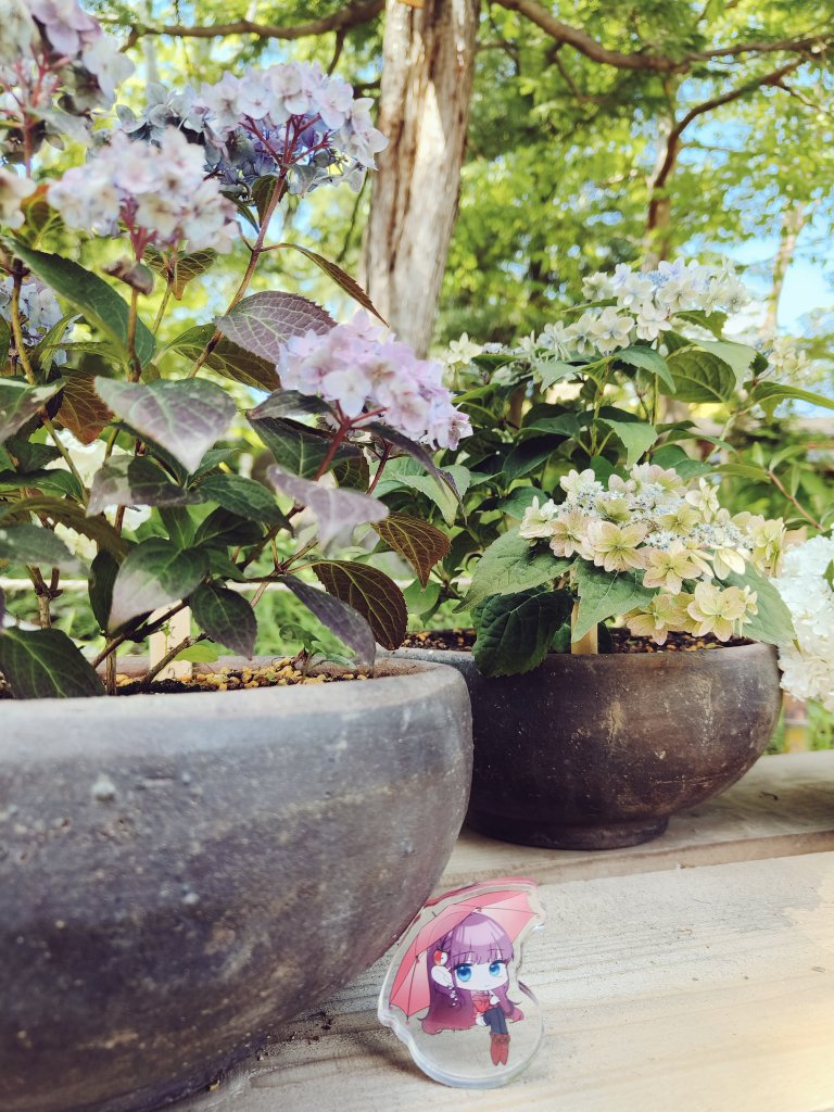 紫陽花
#ちび子へ