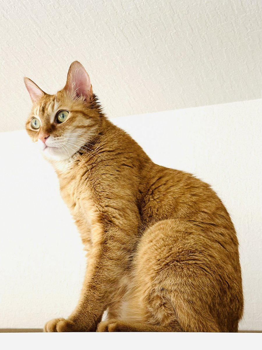 先週の話ですが、保護猫むぎちゃん（雌）が我が家に来て丸2年になり
