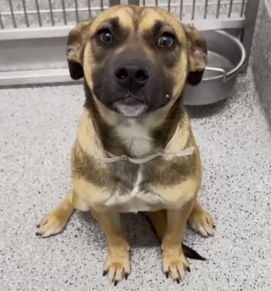 💔🚑PIXIE #A654582
Found stray 4/17
🚨At risk TB☠️ 5/11
1 yr 21lb mini Shepherd mix 
🏥Coughing &amp; early signs of CRIDC
Loves people &amp; other 🐶
⭐️HW-
Please #PLEDGE #FOSTER #ADOPT
Harris County Pets
612 Canino 
Houston #TX
#SaveThePuppies
💥Video coming soon