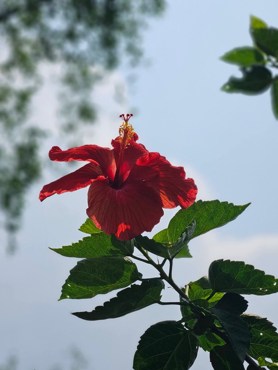 🌿হৈমন্তী🍂 tweet media