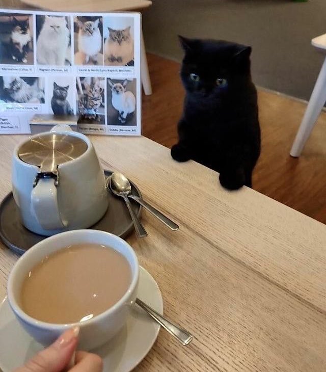 Black cats are not bad luck tweet media