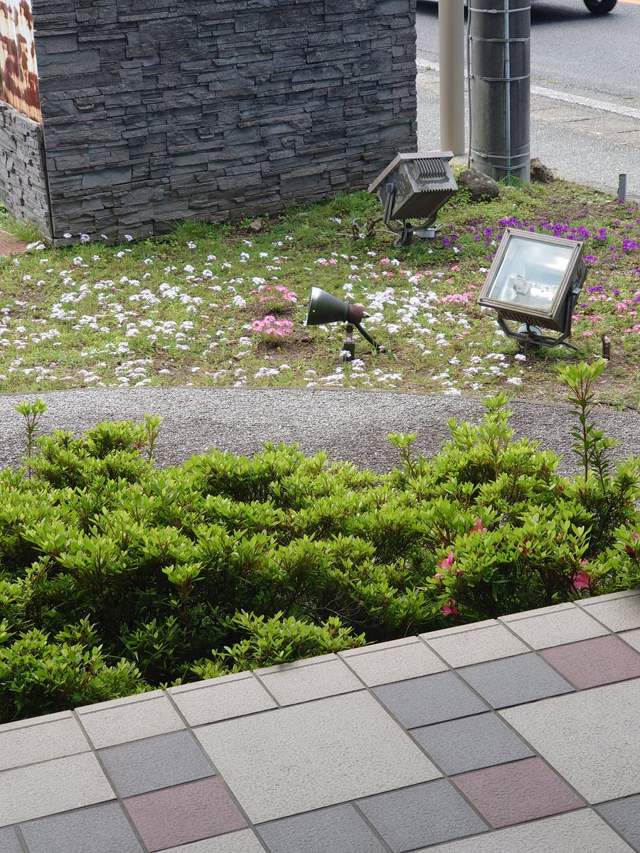 groundcover_jp's tweet photo. テラス側から。サツキの剪定が楽しみ。 https://t.co/a0BVeWwhgU