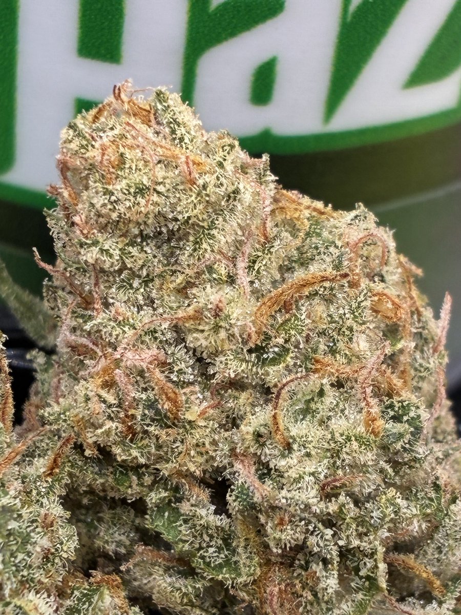 TerpLuvinn's tweet photo. @CannabisSerge  London Haze 🔥
( Silver Haze x London Pound Cake ) https://t.co/zoxhD1wXiB
