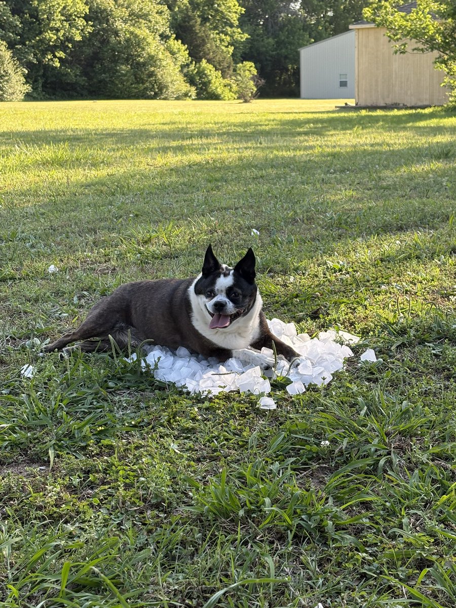 yikesambs's tweet photo. fatty on ice https://t.co/SbThWOBvPP