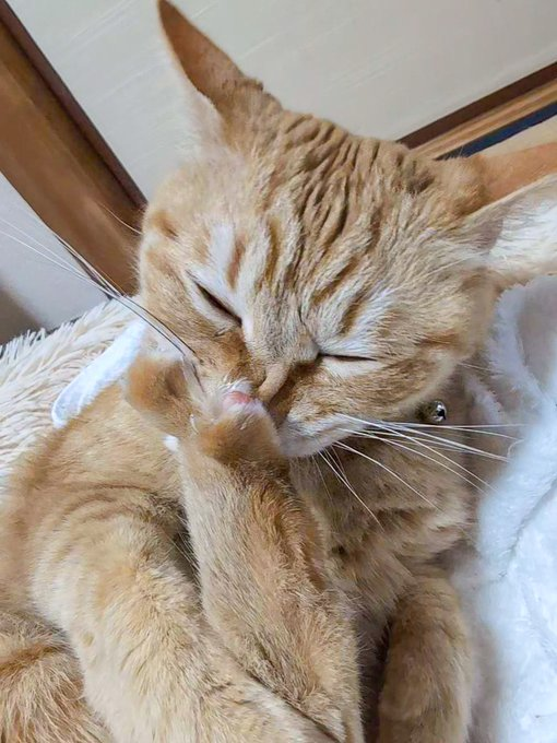miriko0708's tweet photo. 目を閉じて肉球をちゅーする猫ちゃん、なんだか幸せそうで超可愛い～ https://t.co/9J0vtSvJfP