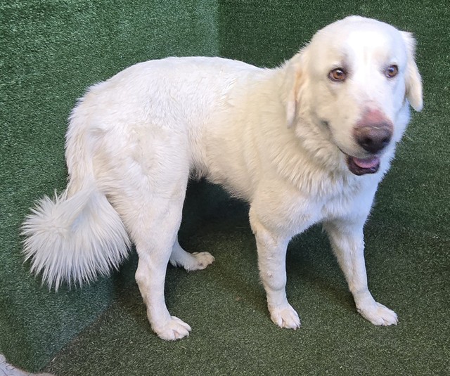 LancasterAnimalShelt tweet media