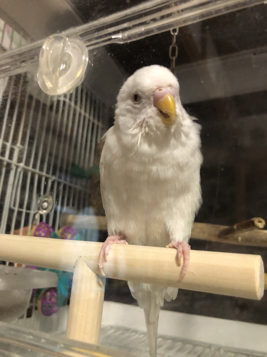 𝕞𝕚𝕪𝕦𝕜𝕚 tweet media