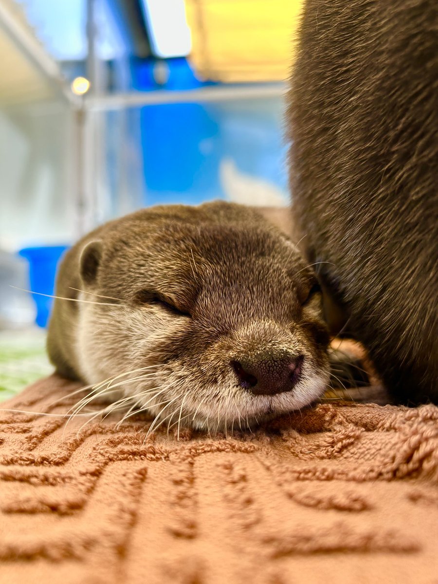 カワウソ