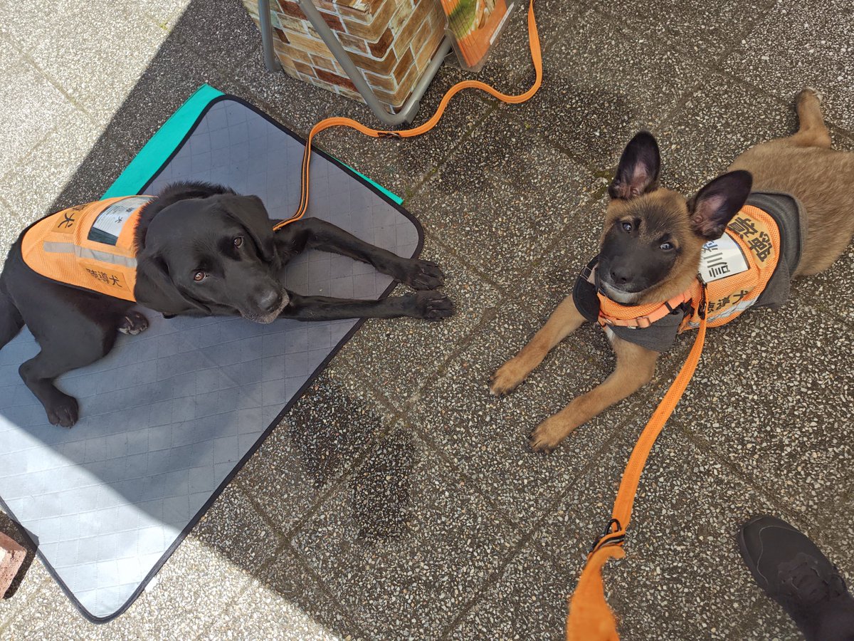 (公式)公益社団法人 日本聴導犬推進協会 tweet media