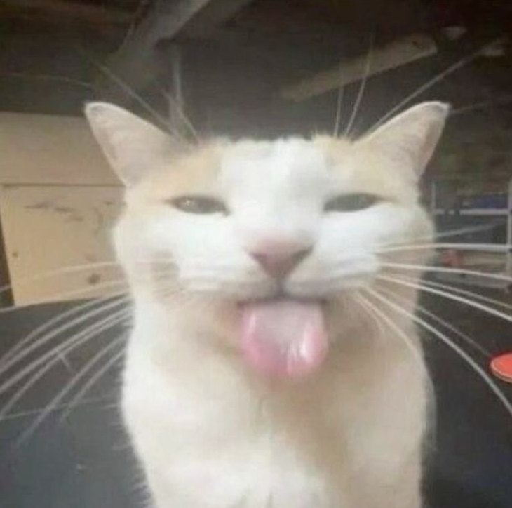 SashaaOw__'s tweet photo. LFT Tank Expert S9 (cah available)
C5
Ball specialist  
Want to be 6th  
dm for more info  
discord : sashaaa__ow https://t.co/uGxlNOXfJ2