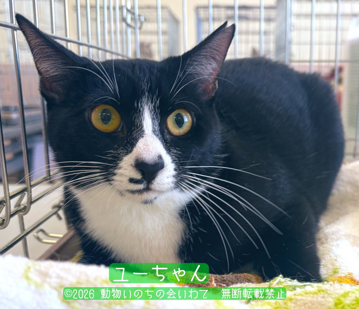inochiiwate1's tweet photo. 只今、【保護猫譲渡会】 開催中🐈‍⬛🐈✨
本日5/10(日)も11:00〜15:00迄
いわて生協ベルフ牧野林店様組合員ルームにて
マスク着用必須・手指消毒・体温測定にご協力お願い致します
皆様のお越しをお待ちしております😊

写真はお久しぶりのユーちゃん🐈‍⬛✨

#保護猫譲渡会 #保護猫 #譲渡会 #盛岡 #滝沢 https://t.co/VpHPYDMUzK
