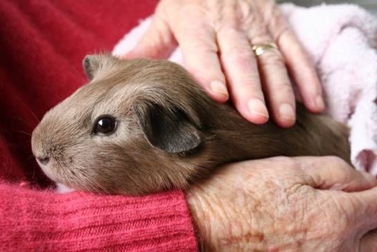Guinea Pig tweet media