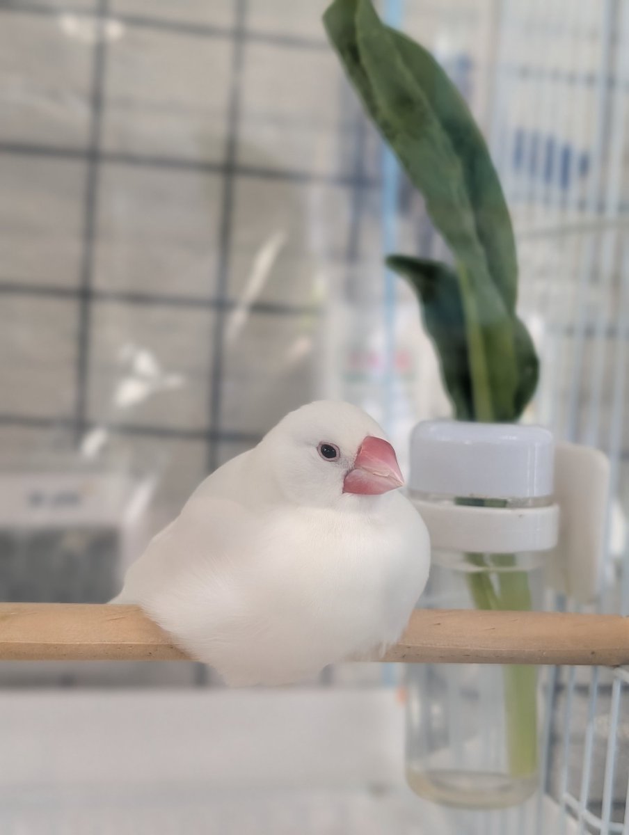 アトリエやとみ文鳥YAE tweet media