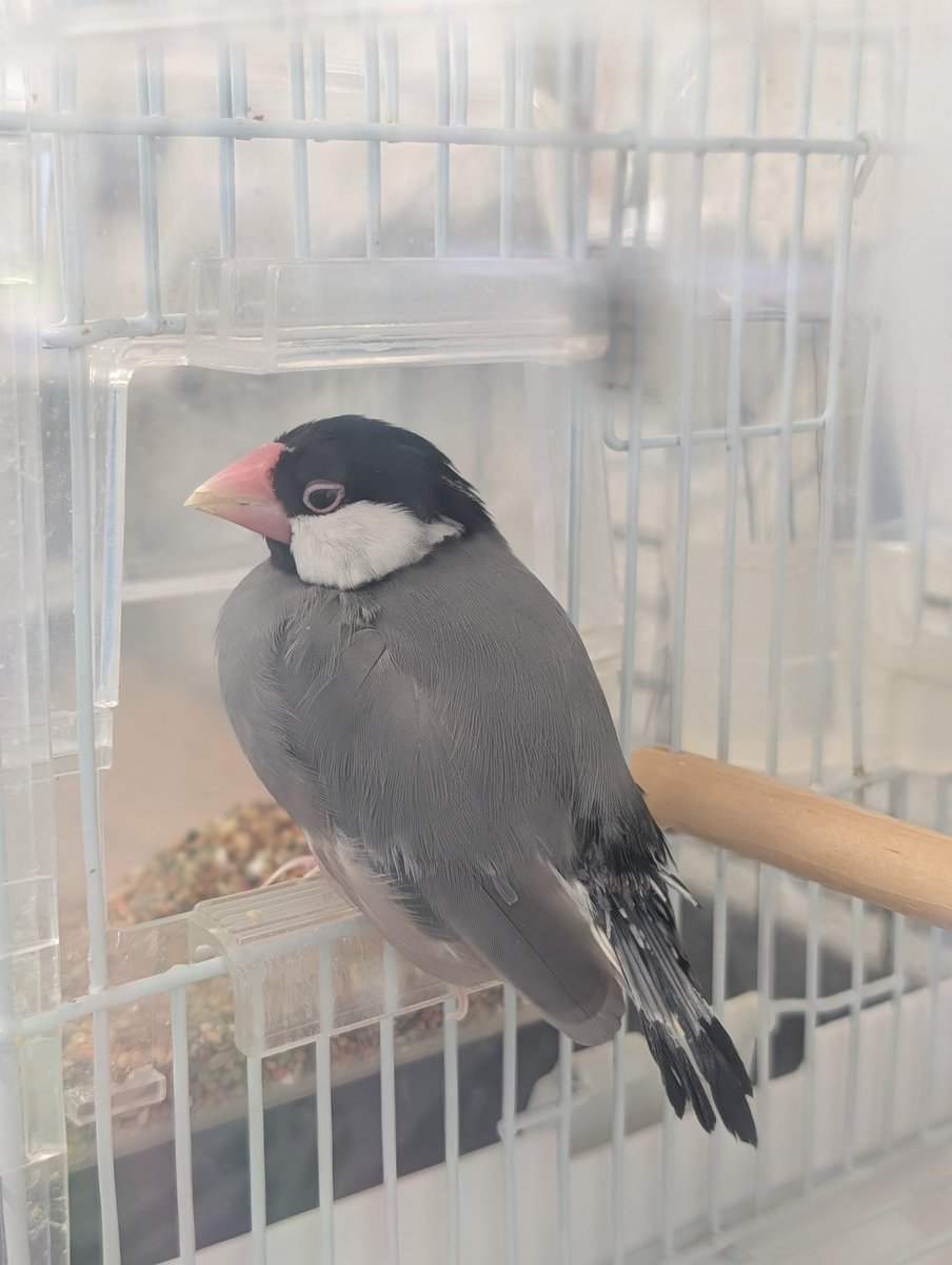アトリエやとみ文鳥YAE tweet media