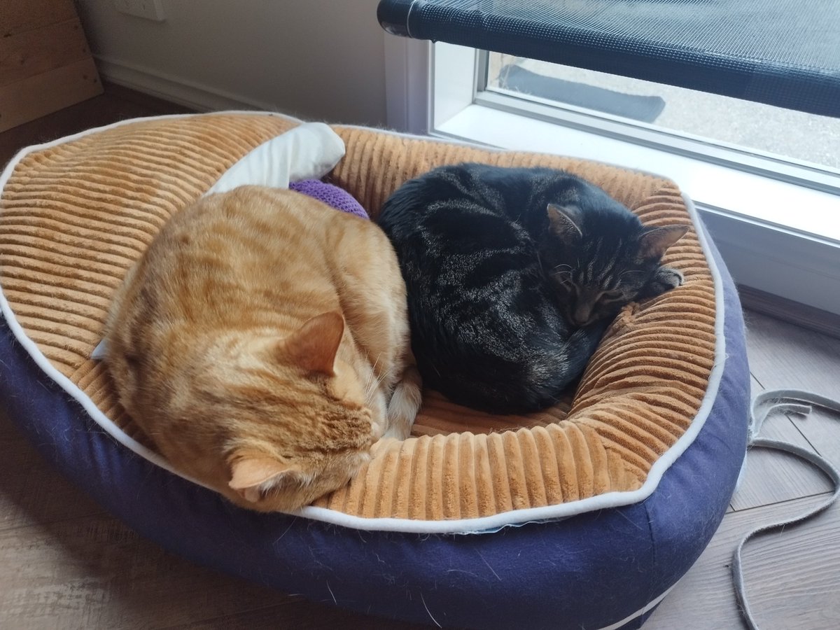 Siblings of Scruffkit tweet media