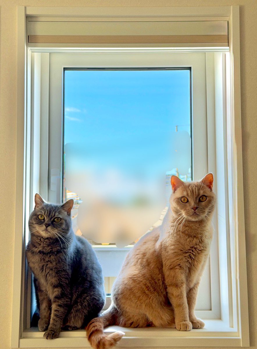 SunLuna2021's tweet photo. 素敵な写真が撮れてしまった…😳😳😳
#ブリティッシュショートヘア
#猫好きさんと繋がりたい https://t.co/rxoVxLZThY