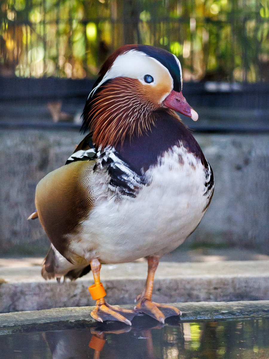多摩動物公園 #オシドリ オシドリの鮮やかさと可愛さに見入ってしまっ