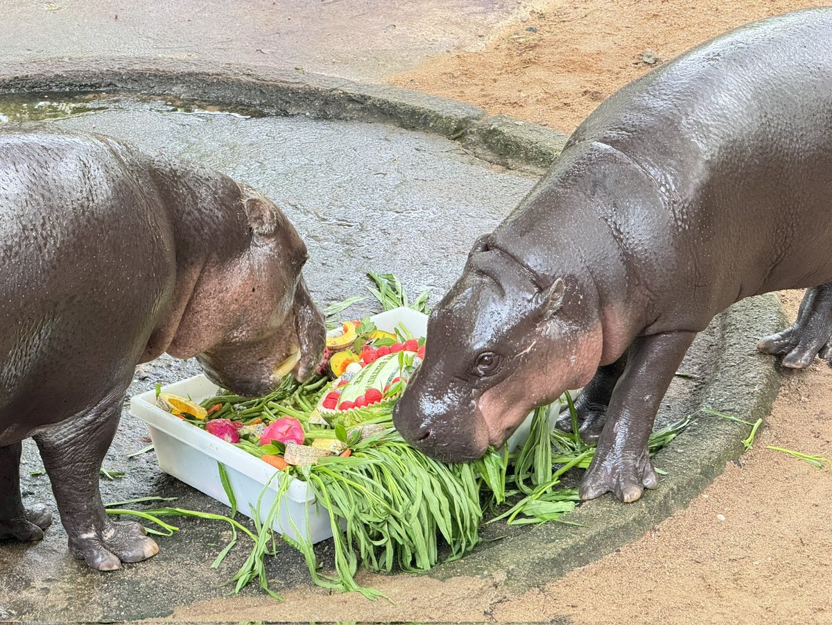 สวนสัตว์เปิดเขาเขียว Khao Kheow Open Zoo tweet media