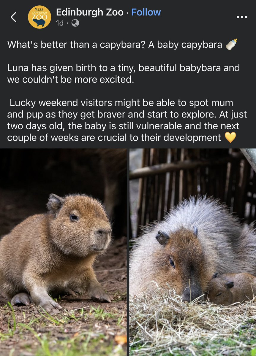 whysopepe's tweet photo. We just found out that $Babybara's birth date is 6th May!

If you look at Edinburgh Zoo's Facebook announcement on the 8th of May, it states that the capybara pup was 2 days old ❤️ https://t.co/OPmqyJ7EJK