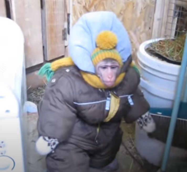 no context animals (@twperritos) on Twitter photo 