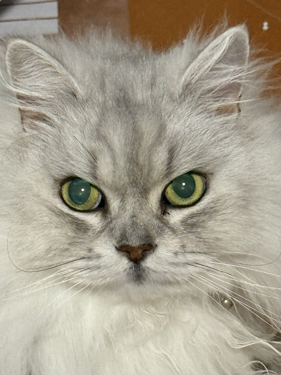 nyankun299's tweet photo. みなさんお祝いいただいてありがとうございました！！！
猫ちゃんはいつでも募集してます！！！！
うちの猫ちゃん(13歳)を見せてあげるので。 https://t.co/O29Ez78Fx1