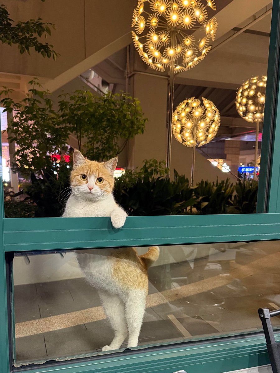 No Cats No Life tweet media