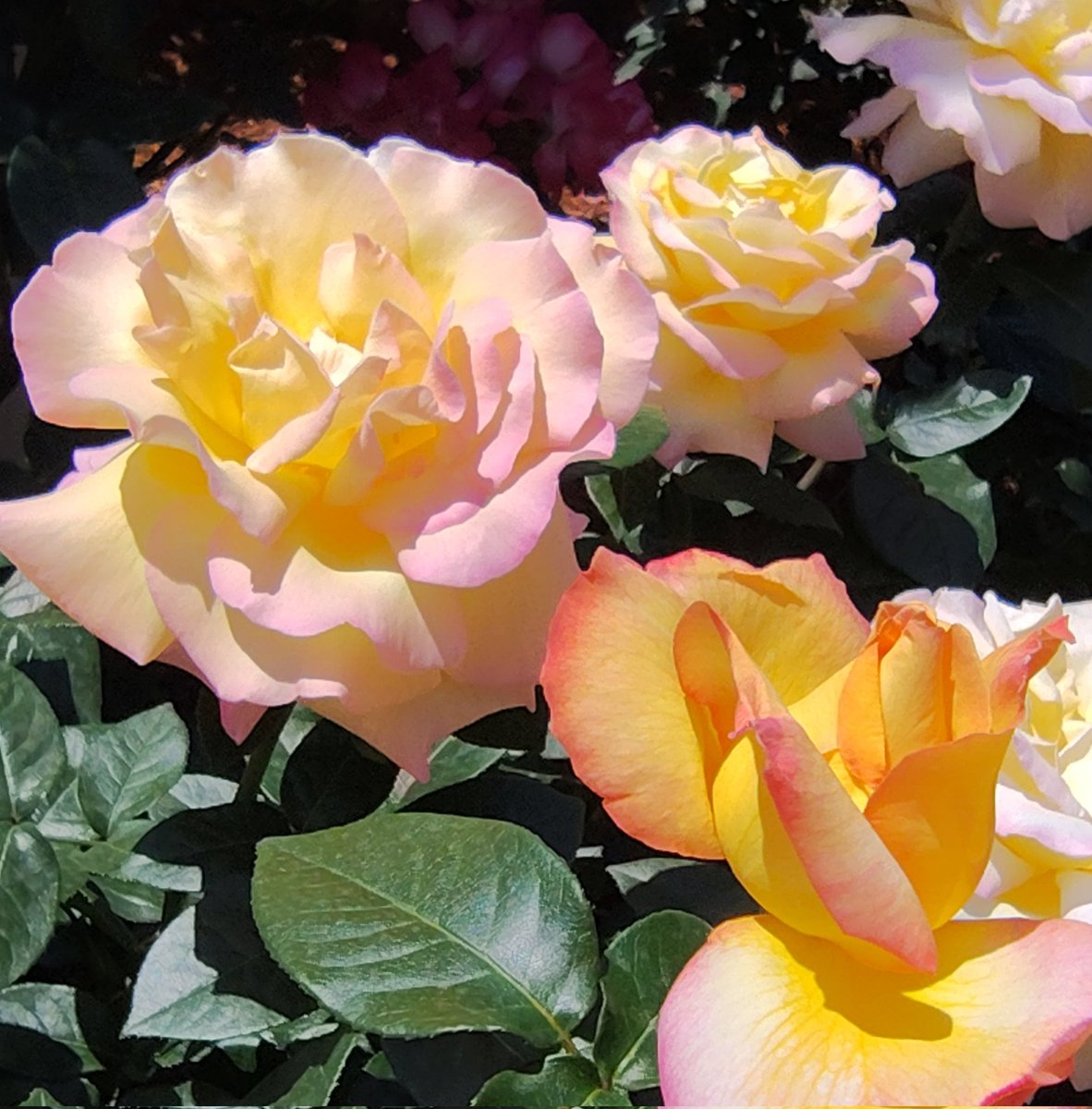 "ピース（Peace）"という名の薔薇
#戦争に反対するお花畑の会
#せーので言ってこ戦争反対