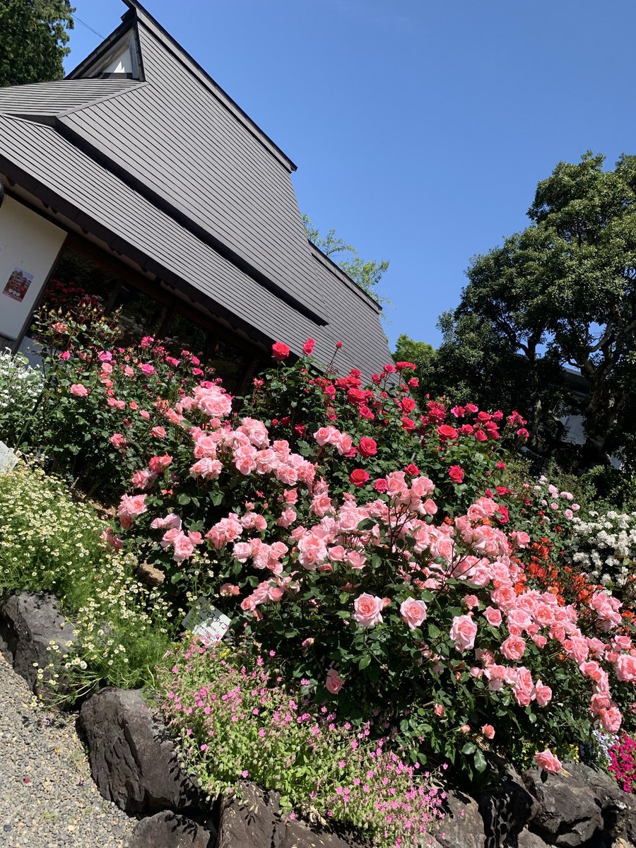 SAYURIIchi1's tweet photo. 神宮会館ばら展🌹
最終日です❗️

#神宮会館
#神宮会館ばら展
#バラ園無料
#伊勢ばら会🌹 https://t.co/aOE6KI5V79