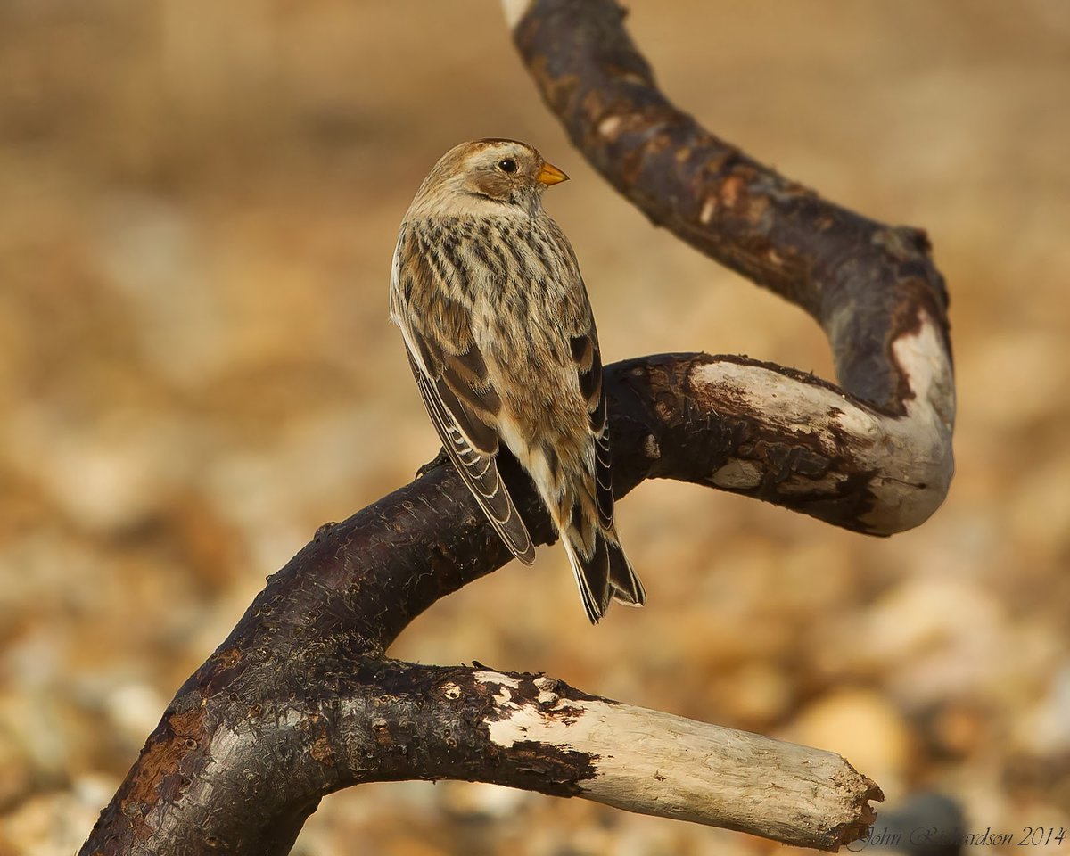 bird/h tweet media
